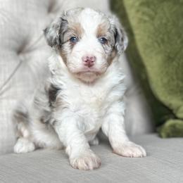 Luigi ❤️ - Red merle male Aussiedoodle puppy in Granbury, Texas from Triple Cross Doodles