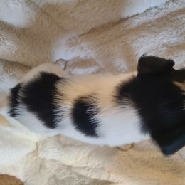 Papillon Puppies from Happy Paps