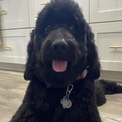 Goldendoodles from Crystal's Goldendoodles