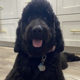 Goldendoodles from Crystal's Goldendoodles