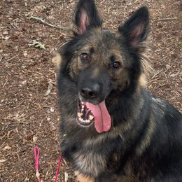 German Shepherds from Astral Kennels