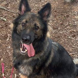 German Shepherds from Astral Kennels
