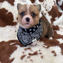 Yogi - White and red male Pembroke Welsh Corgi puppy in Arroyo Grande, California from Mid Valley Corgis