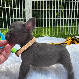 Boy 7 - male French Bulldog puppy in Westerly, Rhode Island from Starkhaus Rottweilers & Frenchies