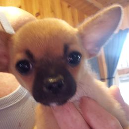 Toby - Fawn male Chihuahua puppy in Nc, Florida from Brusseluv2