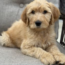 Girl 7 - Apricot female Goldendoodle puppy in Norman, Oklahoma from Wilson Family Doodles LLC