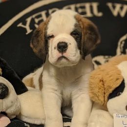 Saint Bernard Puppies from Cornerstone Saint Bernard's