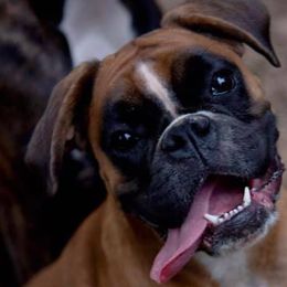 Boxers from Vom Waterfalls