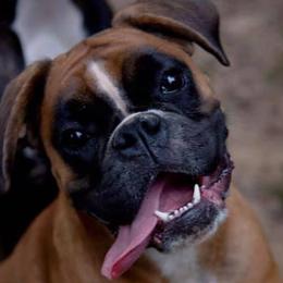 Boxers from Vom Waterfalls