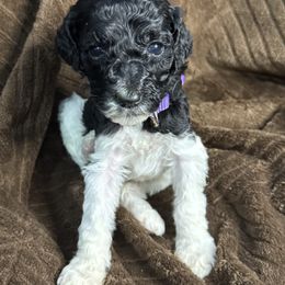 Cranberry (Purple Collar runt) - Parti female Poodle puppy in League City, Texas from Chauffeured Poodles