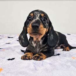 Black and tan dapple male 1 - Dapple male Dachshund puppy in Belle Rive, Illinois from Akin's Miniature Dachshunds, LLC