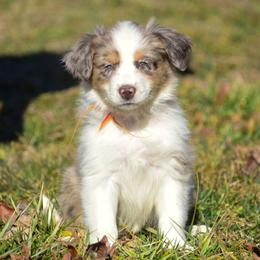 Red orange girl - Red merle female Australian Shepherd puppy in Clarkrange, Tennessee from Vom Wolff
