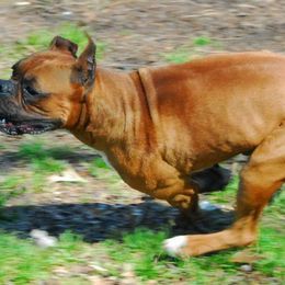 Boxers from Notloc von Galileo