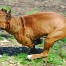 Boxers from Notloc von Galileo
