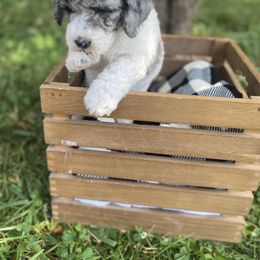 Sheepadoodle Puppies from Primrose Cottage Puppies