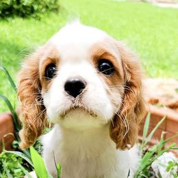 Cavalier King Charles Spaniels from Castle Grogan Cavaliers