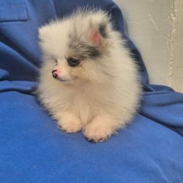 Pomeranian All Grown Up from My heavenly poms