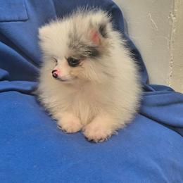 Pomeranian All Grown Up from My heavenly poms