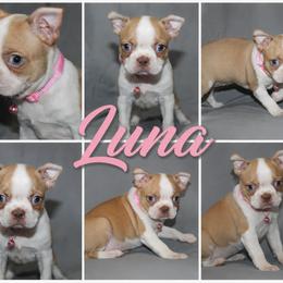 Luna - Red female Boston Terrier puppy in Brooksville, Florida from I Love Pups