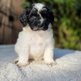 Cassini - Black and white female Aussiedoodle puppy in Centreville, Mississippi from Trin's Designer Doodles