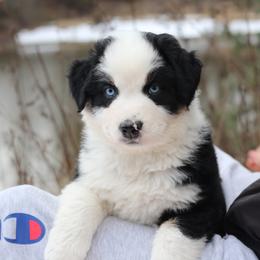 Midnight - Black tri-color female Australian Shepherd puppy in Noxon, Montana from MITIN Aussies AKC Standard Australian Shepherds