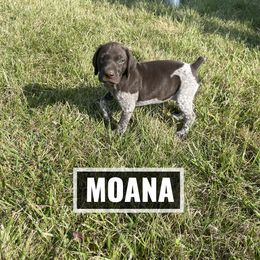 German Shorthaired Pointer Puppies from LyonHeart Kennels