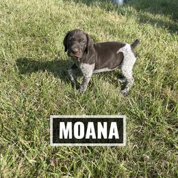 German Shorthaired Pointer Puppies from LyonHeart Kennels