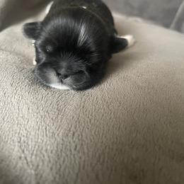 Shih Tzu Puppies from Free Range Shih Tzus