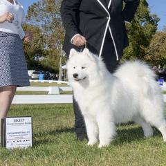 Samoyeds from Larajus Samoyeds