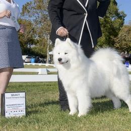 Samoyeds from Larajus Samoyeds
