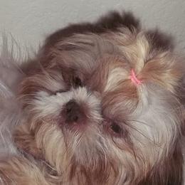 Renny - Shih Tzu