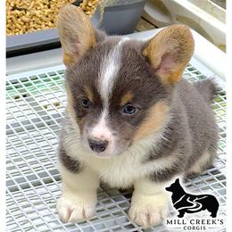 Tinsley-GORGEOUS blue tri girl, natural long tail - Blue female Pembroke Welsh Corgi puppy in Taylorsville, North Carolina from Mill Creek’s Pembroke Welsh Corgis and French Bulldogs