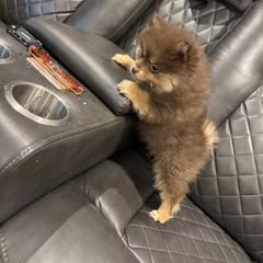 Q Gina - Pomeranian