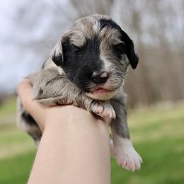 Joker - Blue merle male Aussiedoodle puppy in Bedford, Virginia from Brandt Farms Aussiedoodles