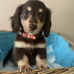 Dachshunds from Foothills Mini Doxies