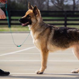 Hestia - German Shepherd