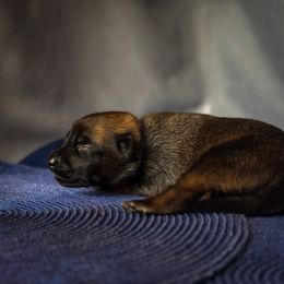 Belgian Malinois Puppies from Fromage Malinois