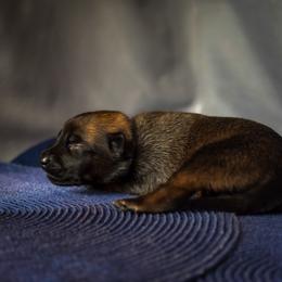 Belgian Malinois Puppies from Fromage Malinois