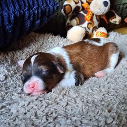 Leonardo - Brindle male Companion Cross puppy in Macon, Georgia from Shipoo Lane
