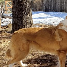 Old Time Scotch Collies from Glorieta Old Time Scotch Collies