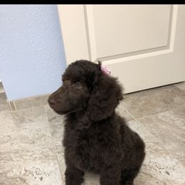 Poodle All Grown Up from TGT Fancy Pants Poodles