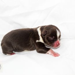 Miniature Australian Shepherd Puppies from Yarborough Kennels