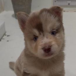 Astro - Merle male Pomsky puppy in Spring Hill, Florida from PDQ Pomskies