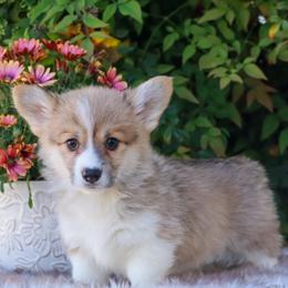Lime green - Sable male Pembroke Welsh Corgi puppy in Caliente, California from Rafter Cross 7