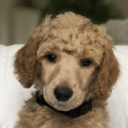 Foggy (black collar) - Poodle puppy in Burley, Idaho from Soul Poodiful