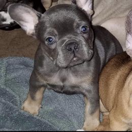 French Bulldog Puppies from Franklee Frenchies