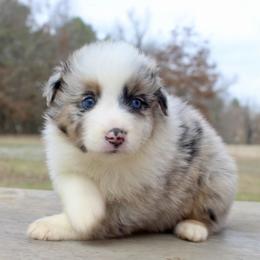 Tuxedo Sam - Blue merle male Australian Shepherd puppy in Star City, Arkansas from Blush & Lace Aussie Co.