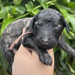 Enoki - Brindle male Poodle puppy in Arroyo Grande, California from Ever So Clever Poodles