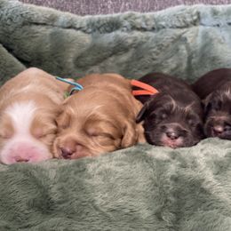 Australian Labradoodle Puppies from Saguaro Blossom Doodles