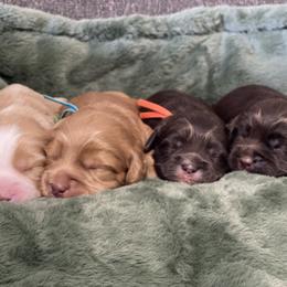 Australian Labradoodle Puppies from Saguaro Blossom Doodles